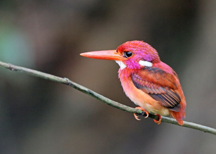 Southern Phil. Dwarf Kingfisher_Clement Dampal