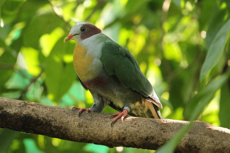 Yellow-breasted Fruit Dove_Talalak